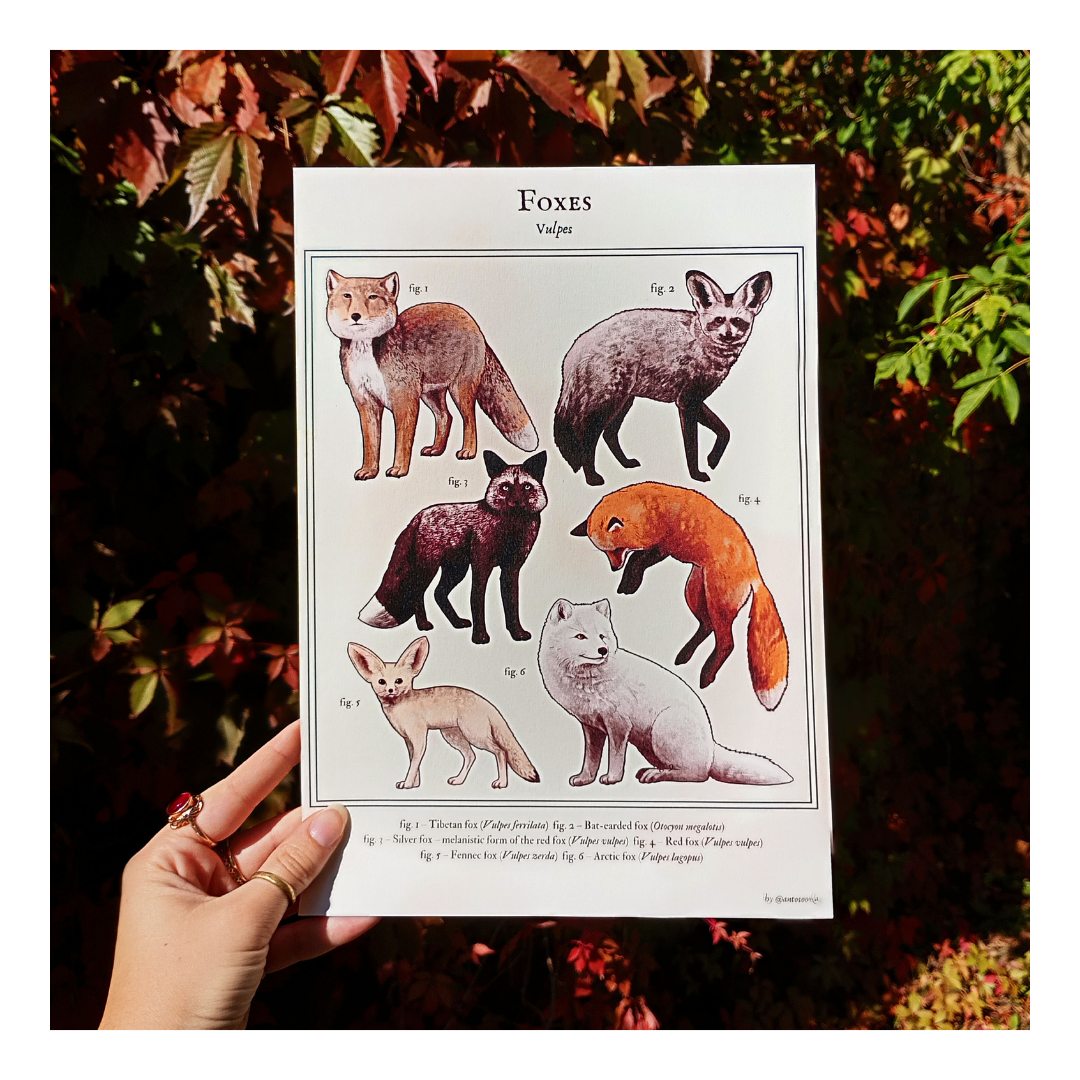 Plakat Foxes - obrazek 2