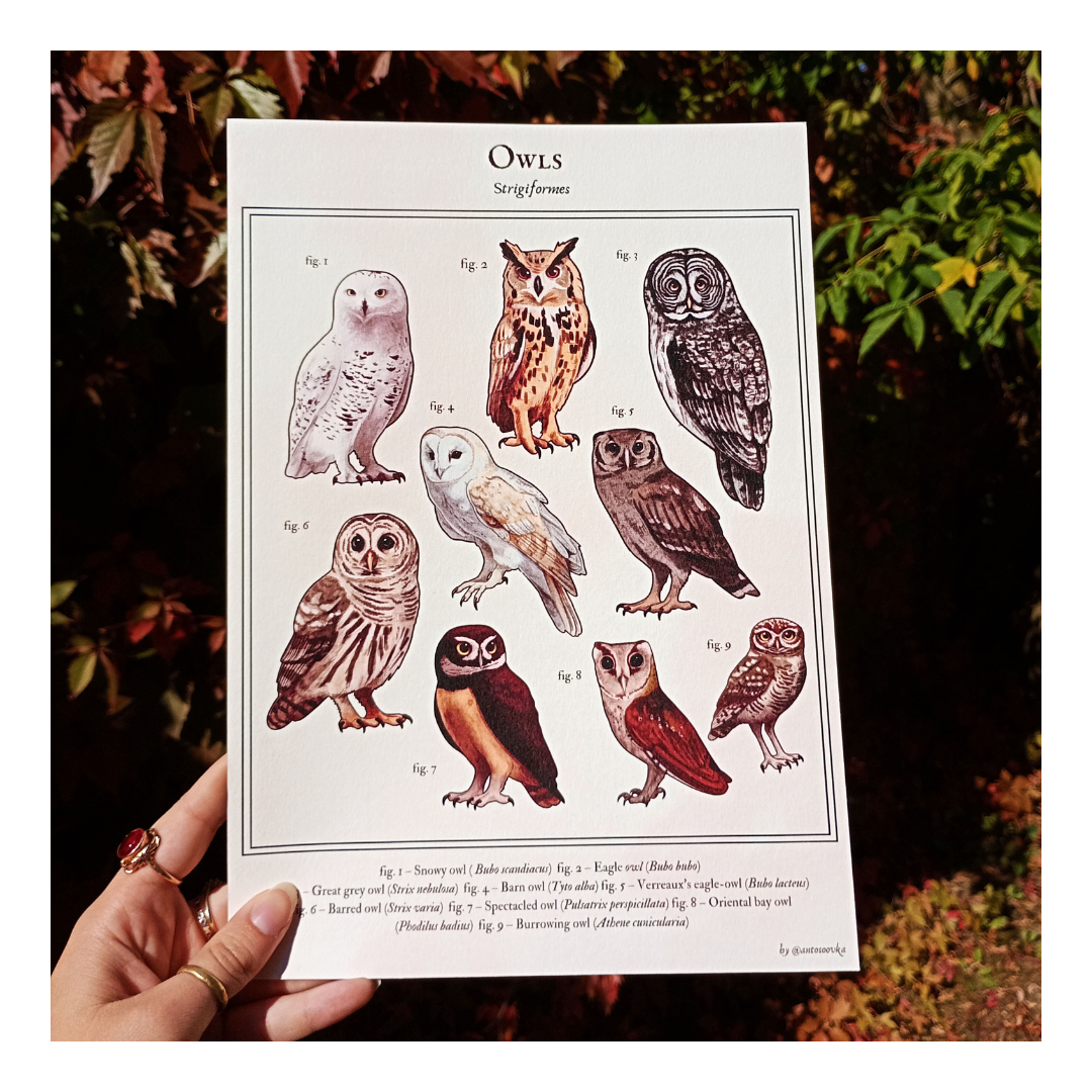 Plakat Owls - obrazek 3