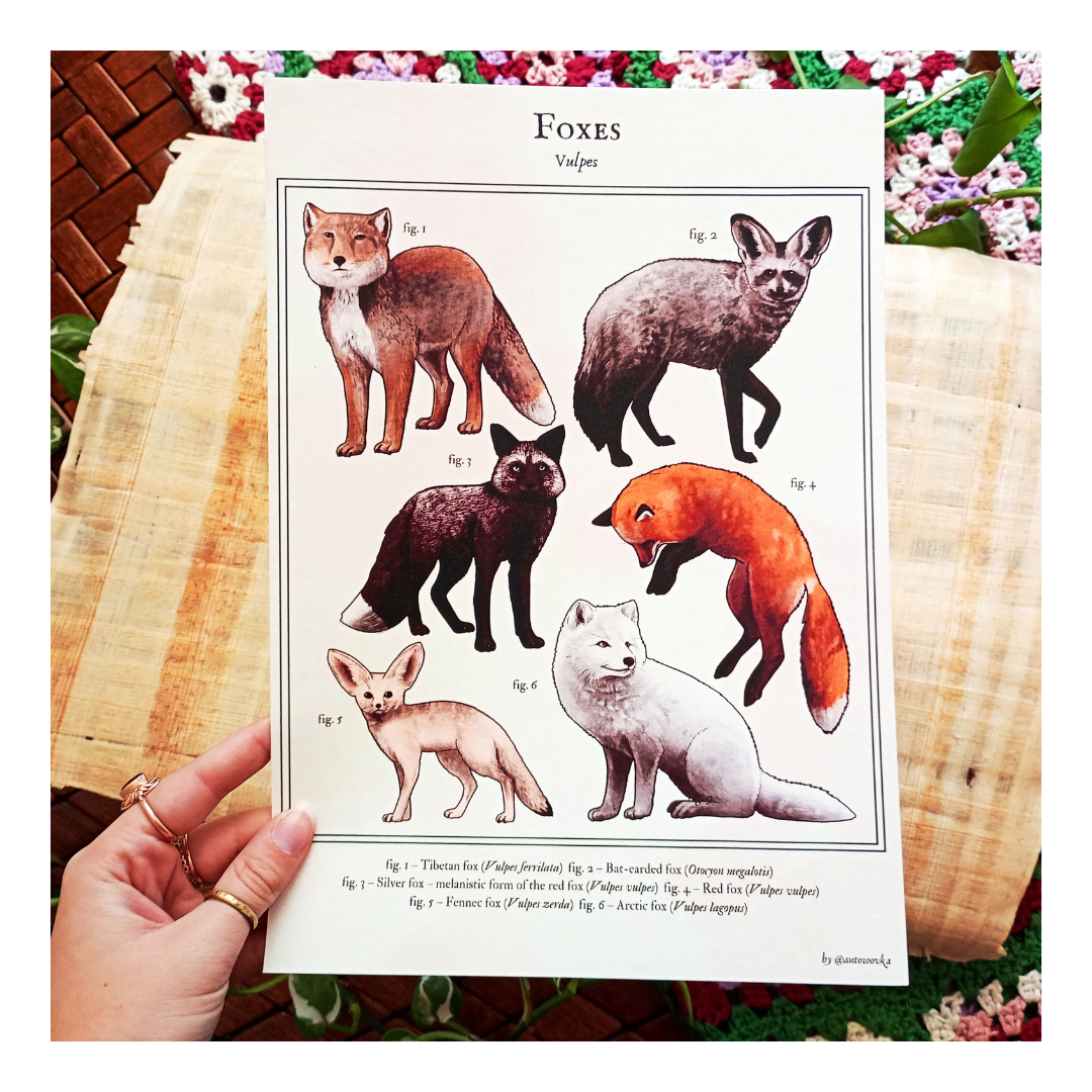 Plakat Foxes - obrazek 3