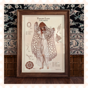 Plakat Veiled Lady